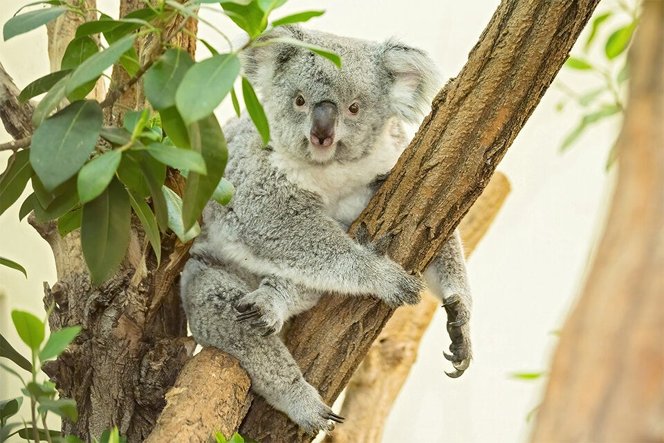 Schönbrunner Koala-Dame trägt ein Jungtier im Beutel