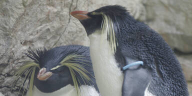 Pinguin-Massaker in australischem Zoo