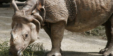 Frau in Nepal von Nashorn getötet