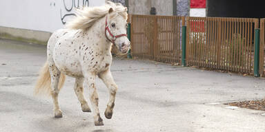 4-jähriges Mädchen stürzt von Pony - tot