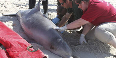 Hunderte Delfine vor US-Ostküste verendet