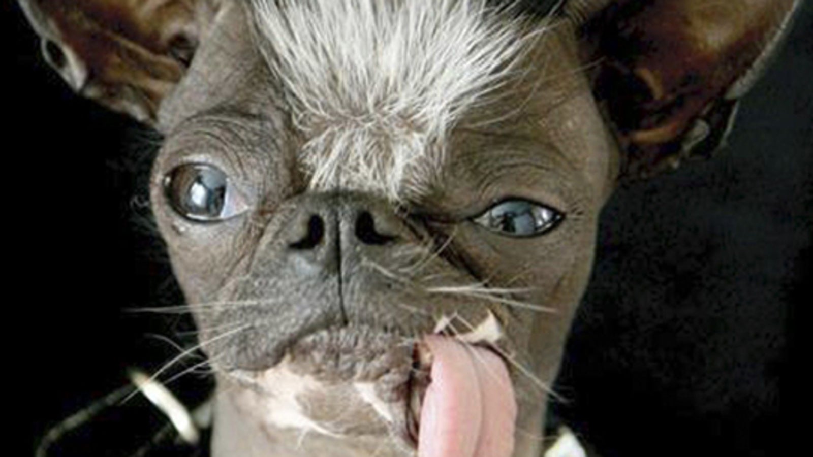 Der hässlichste Hund der Welt ist tot oe24.at