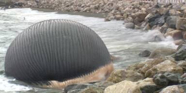 Toter Blauwal vor Neufundland