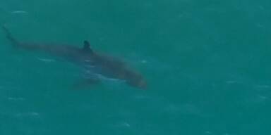 Weißer Hai vor Australien gesichtet