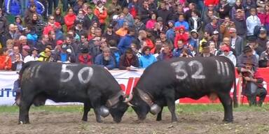 Kuh-Wettkampf lockt zahlreiche Besucher an