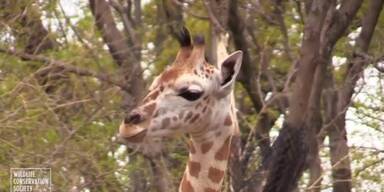 Giraffen-Baby verzückt Zoo