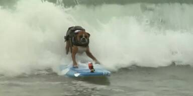 Surfbretter kommen auf den Hund
