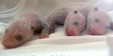 Tierisch süß: Pandabär-Drillinge