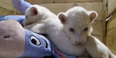 Weiße Löwenbabys geboren