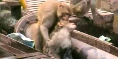 Affe belebt Artgenossen wieder