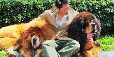 Chinese zahlte 1,4 Mio. für einen Hund