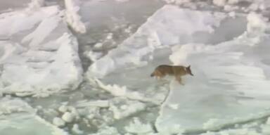Kojote spaziert über Lake Michigan