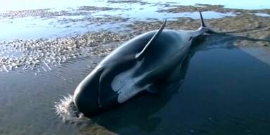 Wale gestrandet