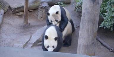 Privatsphäre für Pandas