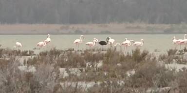 Schwarzer Flamingo gesichtet