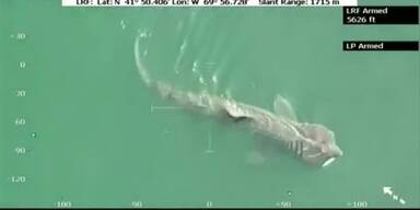 Riesenhai vor der Küste von Massachusetts gesichtet