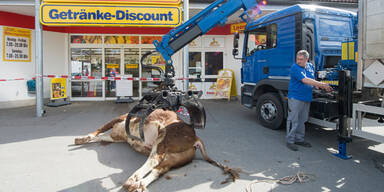 Fliehender Stier in Supermarkt erschossen