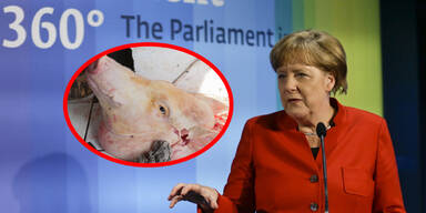 Schweinekopf vor Merkel-Büro abgelegt