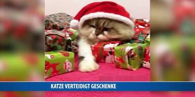 20161210_66_88805_161210_NE_089_Katze_verteidigt_Weihnachtsgeschenke.jpg