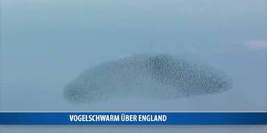 20170310_66_106741_170310_MO_080_Vogelschwarm_England.jpg