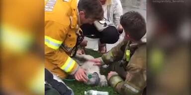 20170324_66_110807_Firefighters_resuscitate_a_small_dog_in_Santa_Monica.jpg