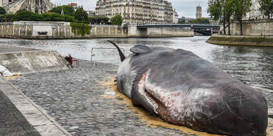 Riesiger Wal-Kadaver in Paris sorgt für Wirbel