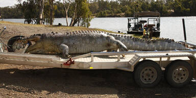 5 Meter langes Monster-Krokodil erschossen
