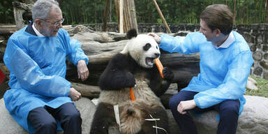 Van der Bellen Kurz Pandas