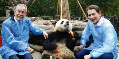 VdB & Kurz holen Panda