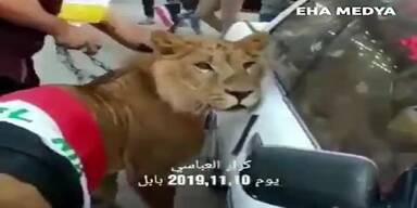 20191116_66_385733_MEANWHILE_IN_IRAQ_-_-_Iraqi_protesters_bring_LION_to_the_protesting_areas_after_security_f.jpg
