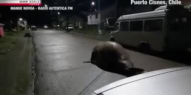 20201021_66_488282_ripsave_-_An_elephant_seal_was_found_roaming_on_the_streets_of_Puerto_Cisnes_Chile_Residents_worke.jpg