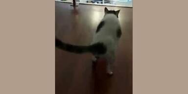 20210715_66_563789_210715_Persues_the_greek_streetcat_gets_new_legs.jpg