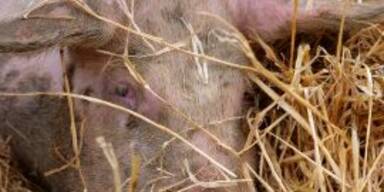 Skandal-Bauer will Schweine töten, damit sie nicht gerettet werden