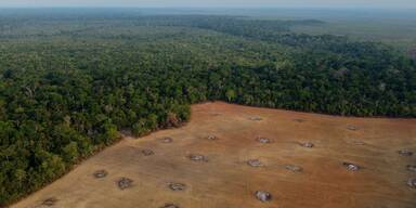 Abholzung des Amazonaswaldes erreicht Extremwert