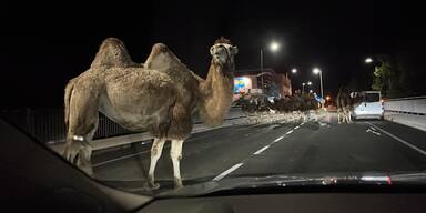Acht Zirkus-Kamele in Hallein nach Stromausfall ausgerissen