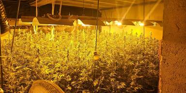 Cannabis-Drogenring mit Plantagen in NÖ ausgehoben