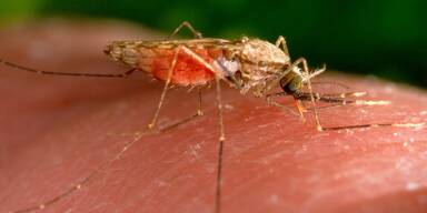 230627180001-01-malaria-vaccine-infection-mosquito-wellness.jpg