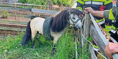Pony steckte in Autoreifen fest – mit Seife befreit