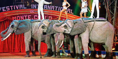 Zirkus-Elefanten