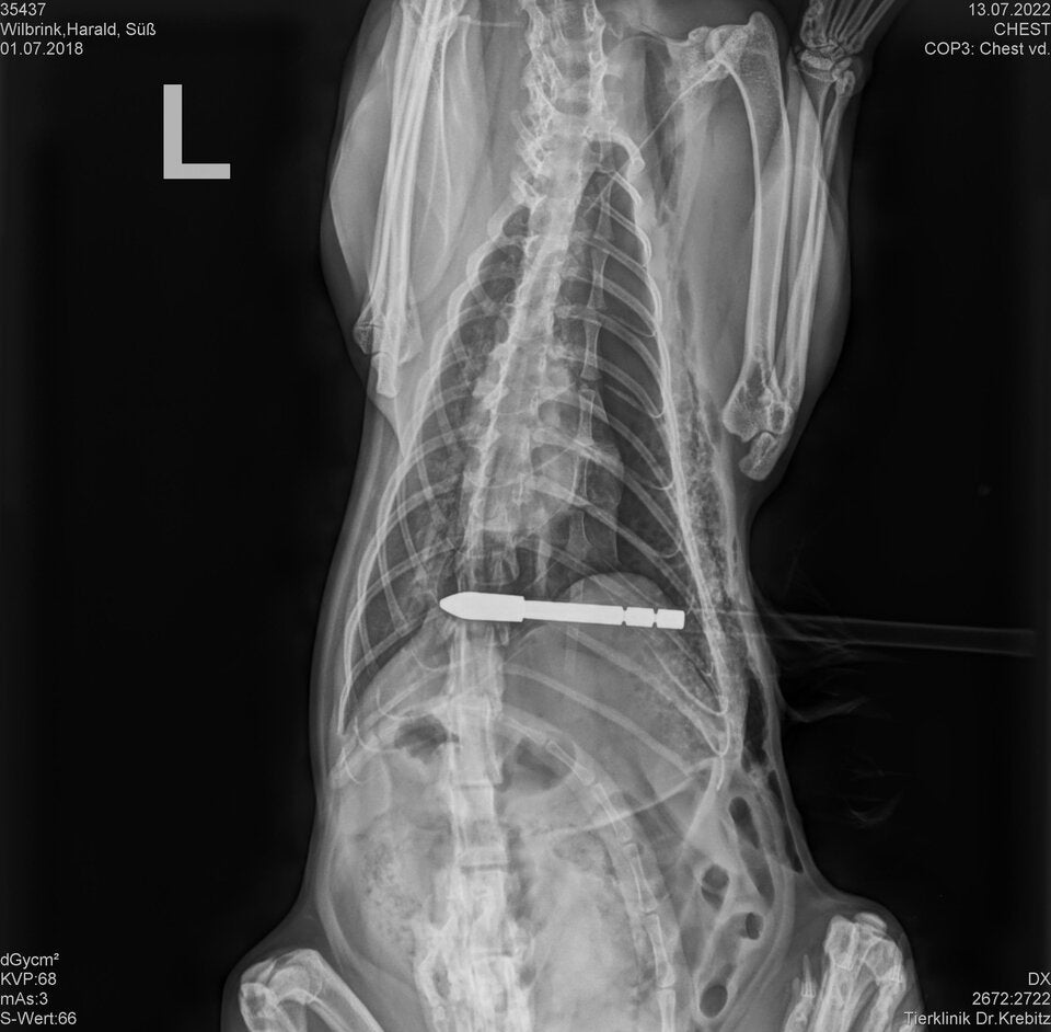 Grausame Tierquälerei: Katze mit Pfeil durchbohrt