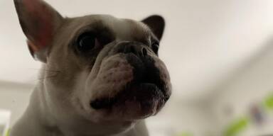 Französische Bulldogge Hund Pitti vergiftet