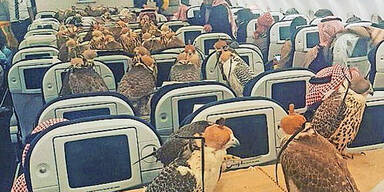 80 Falken auf Reisen im Linienjet