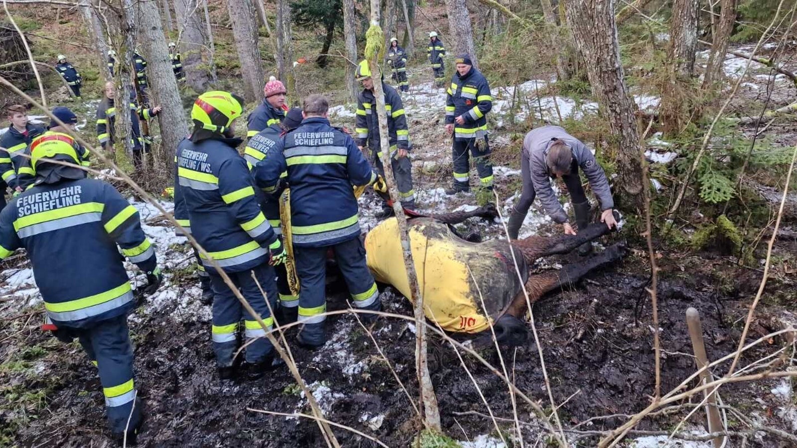 Hengst blieb bei Ausritt im Morast stecken - oe24.at