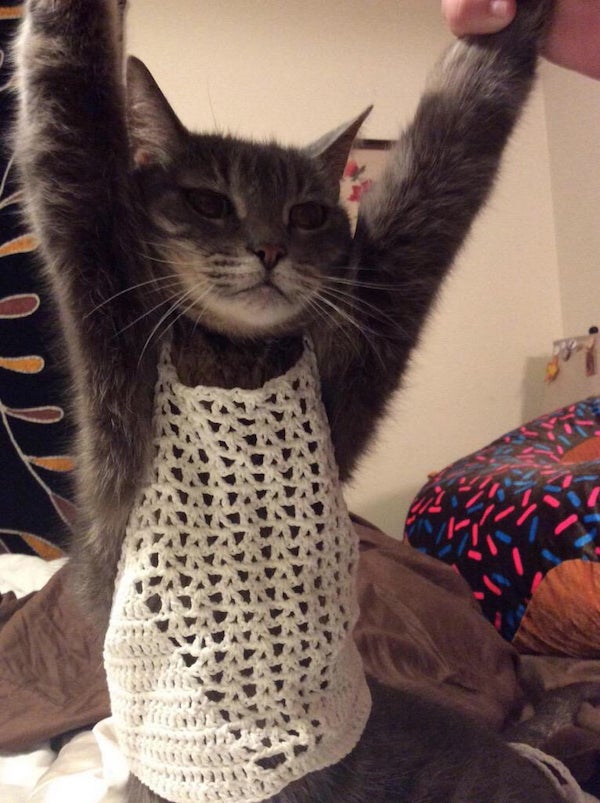 Katze