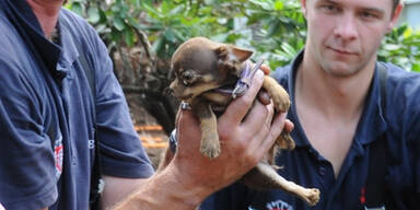 Polizei rettet Chihuahua aus Erdloch