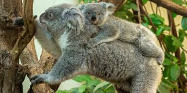 Österreich trauert um Schönbrunner Baby-Koala Aruma