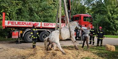 Pferd gerettet