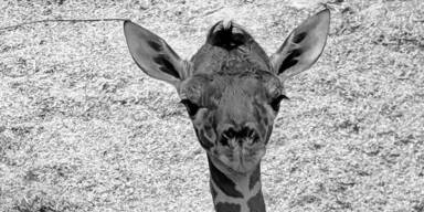 Schock im Tiergarten: Giraffen-Baby ist tot