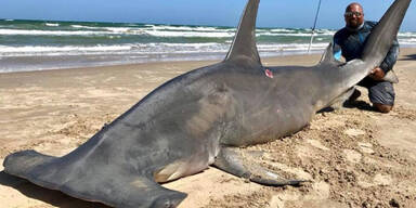 Wahnsinn: Angler fängt 4-Meter-Hai