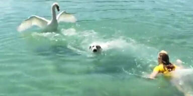 Larissa Marolt rettet Hund im See!